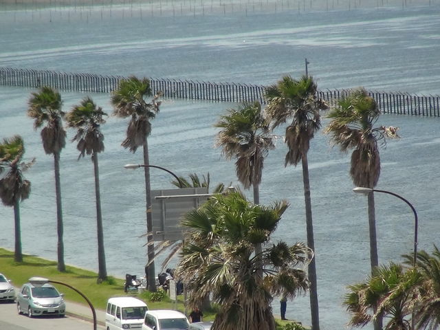 ���q�̖�_���P�Y�C�l����