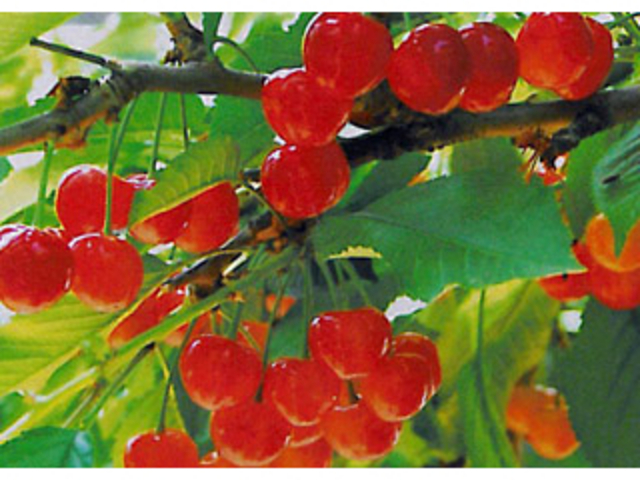 nт͂ڎɍœKIō̖ołI_n糊όN@sweet cherry watanabe