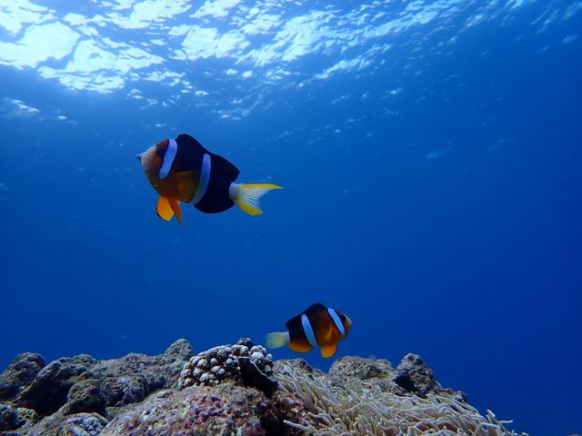 �N�}�m�~�͉��̕��ɂ����̂ŁA���Z���񂪎B���Ă���܂����I�����ق݂����Ȏʐ^�I�I_�V���m�[�P�����{�@�I�L�i��