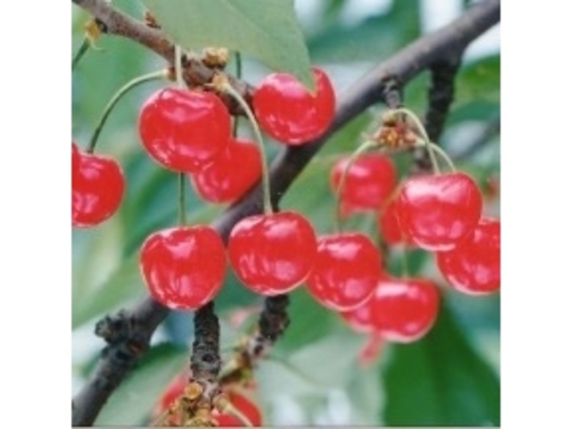 nт͂ڎɍœKIō̖ołI_n糊όN@sweet cherry watanabe