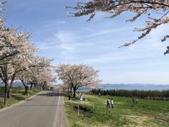 あっちゃんさんの町営磐梯山牧場の桜並木への投稿写真1