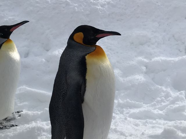 �y���M���̍s�i_���R������