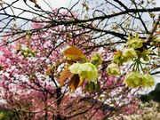 �i�C����̑吼�����̍��̓��e�ʐ^2