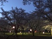 �i�C����̑吼�����̍��̓��e�ʐ^3