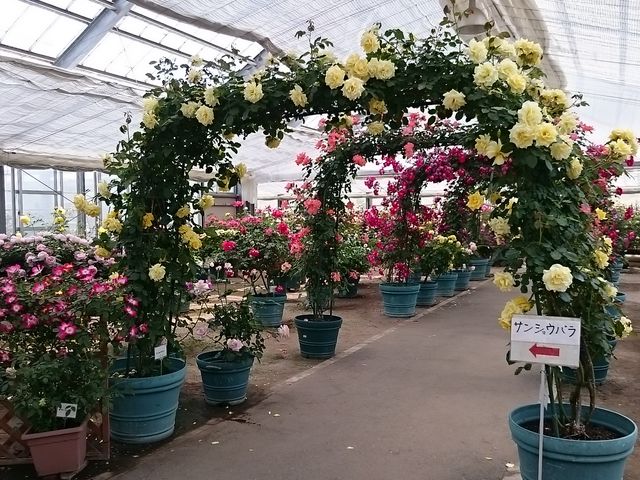 �o���̃g���l��_�V�����_�ƌ����i���[�Y�q�����܂����j