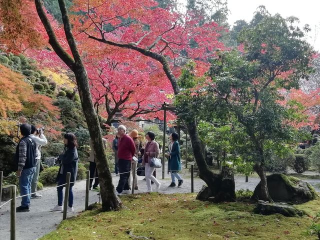 大変美しい庭園です_金剛輪寺庭園(明寿院)