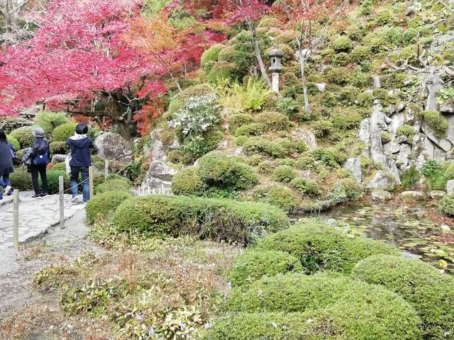 植栽と石組の配置が見事です_金剛輪寺庭園(明寿院)