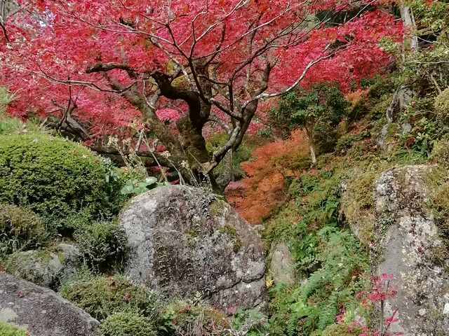 紅葉が燃え立つようでした_金剛輪寺庭園(明寿院)