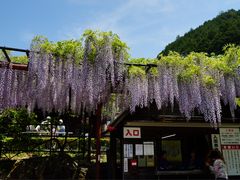 白井大町藤公園の口コミ一覧 じゃらんnet