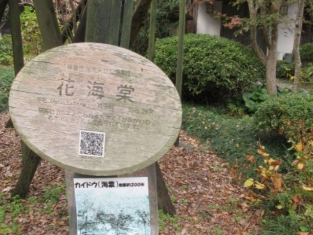 ����������_�������̃J�C�h�E