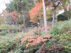 Ⴝ낤̒J@]UHւ̓eʐ^1