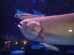 寺泊水族博物館の写真一覧 じゃらんnet