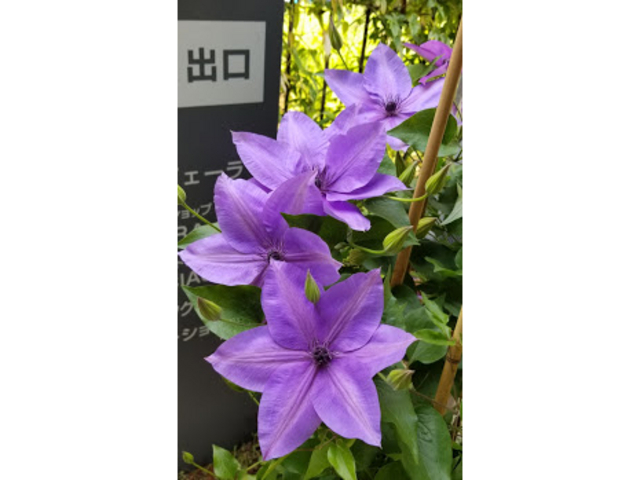 �N���}�`�X�B�����ȐF�ō炢�Ă��܂���_�N���}�`�X�K�[�f��