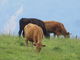 花ちゃんさんの牛の放牧の投稿写真1