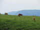 花ちゃんさんの牛の放牧の投稿写真4