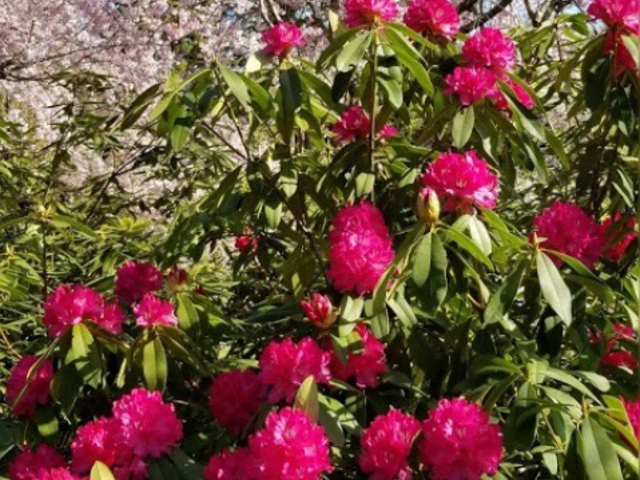 ���񂿂�񂳂�̉F�������{�̓��e�ʐ^1