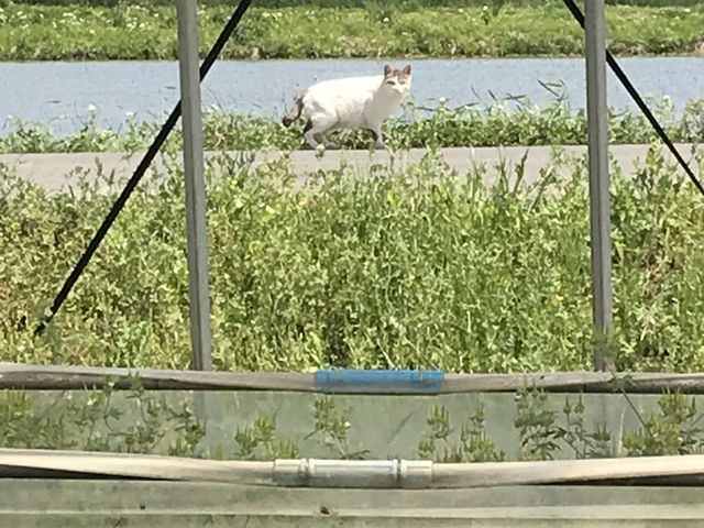 �����񂾗\�񂵂����炩�A�ɂ�񂱂��U�����Ă܂����B_MASHIKO�@STRAWBERRY�@FARM