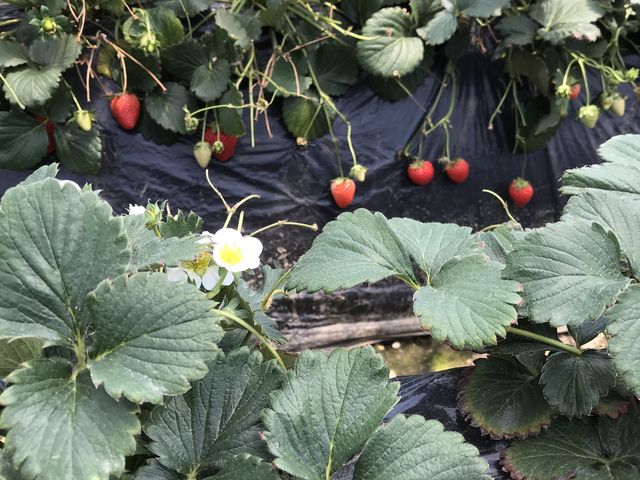 ��Ȃ�̃C�`�S_MASHIKO�@STRAWBERRY�@FARM