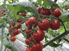 ɂ񂶂キ̂ǂEEH[^[Et@[ւ̓eʐ^1