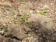 �ҁ[�̂���̔��R�_�Ђ̓��e�ʐ^1