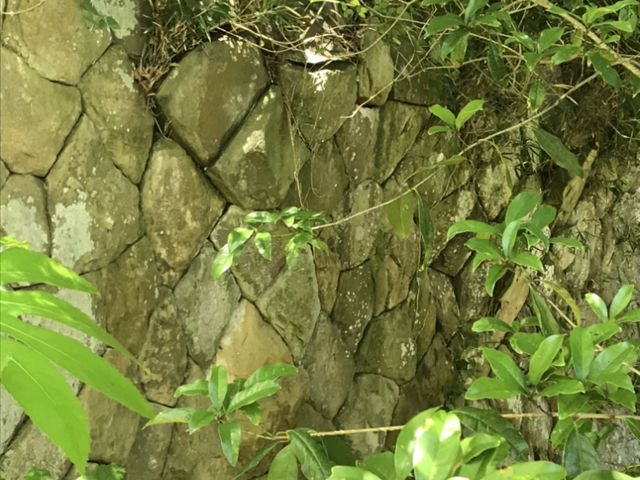 TXL����̑��Ôːw���Ղ̓��e�ʐ^1