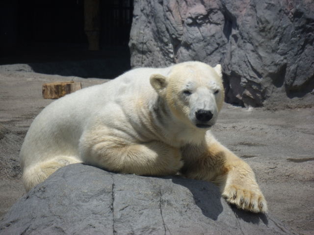 �z�b�L���N�O�}_���R������