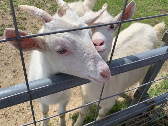 ���M���� ���킢�� ����ȂƂ���Ō��ꂽ�̂͊������I_�G�ߑ̌��_��@�Ԃ̊C