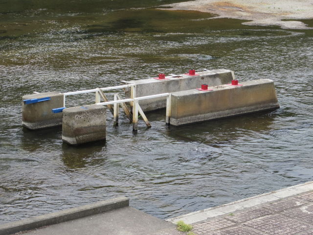 �y��_�C���f�B�A�����ԁi�T�P�̕ߋ��ԁj