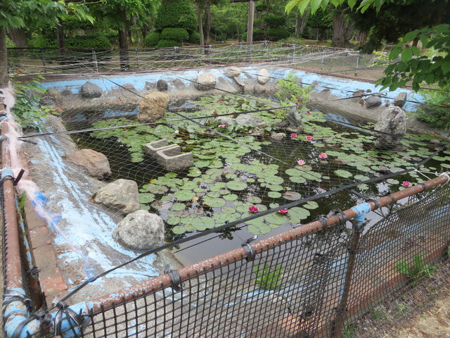 Ԃ񂳂̌ÒOʗ΃u̓eʐ^4