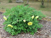 Ԃ񂳂̌ÒOʗ΃u̓eʐ^1