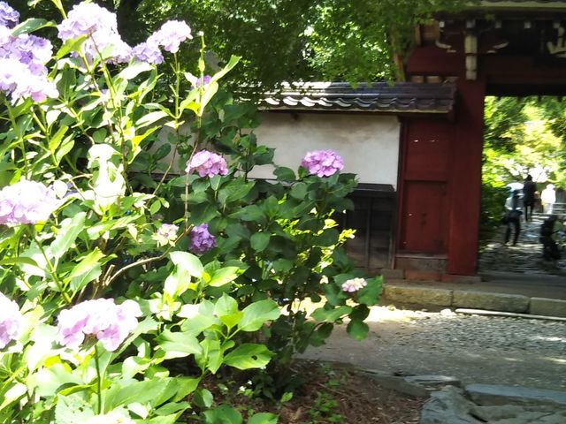 �����������f���܂�_�{�����̂�������