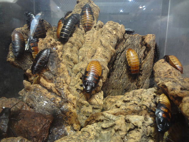 �{������_�̊��^������ iZoo