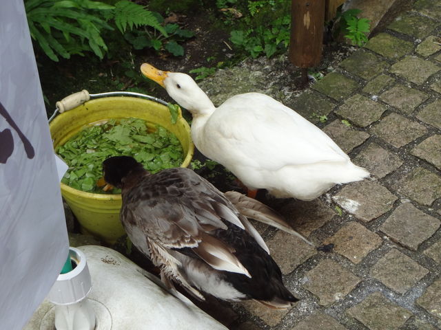 �A�x�b�N�Œ��ǂ�_�ʗ��̑�