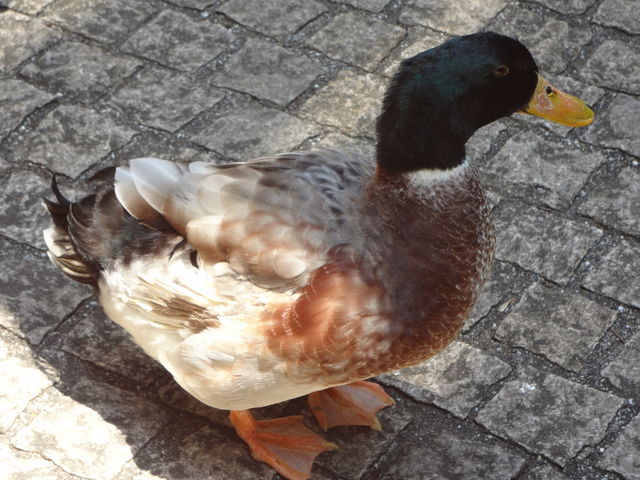 �l���ڋq�W_�ʗ��̑�