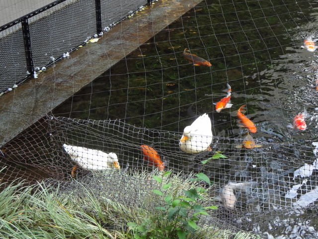 ���ǂ��R���r_�ʗ��̑�