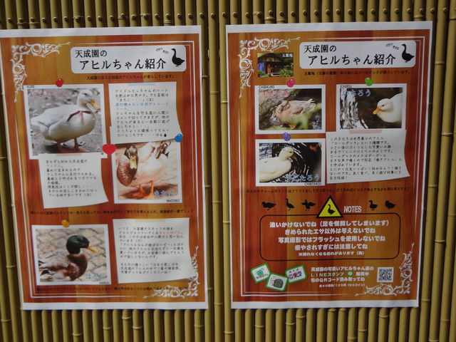 ���ǂ����Ă�_�ʗ��̑�