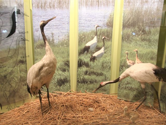 ���R�ł͌����Ȃ�_���H�s�����W�]��