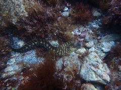 Cathy52̈ɓ_CrOXN[ gbcւ̓eʐ^1