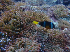 Cathy52̈ɓ_CrOXN[ gbcւ̓eʐ^2