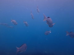 Cathy52̈ɓ_CrOXN[ gbcւ̓eʐ^3