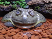 takeshikKawazoo ̊^JGق̓eʐ^4