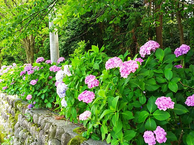 ���z��_���t�̗�����