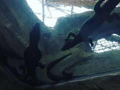 肩񂳂̔Moiijւ̓eʐ^1