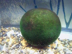 ɂǂ񂳂̈όDDi΃}N[Yjւ̓eʐ^4