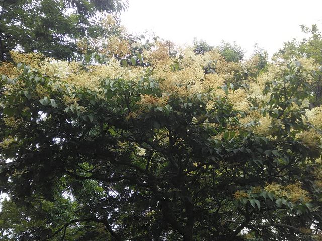 �p�[�N�S���t��ɂ������������΁B_����݂�������o����