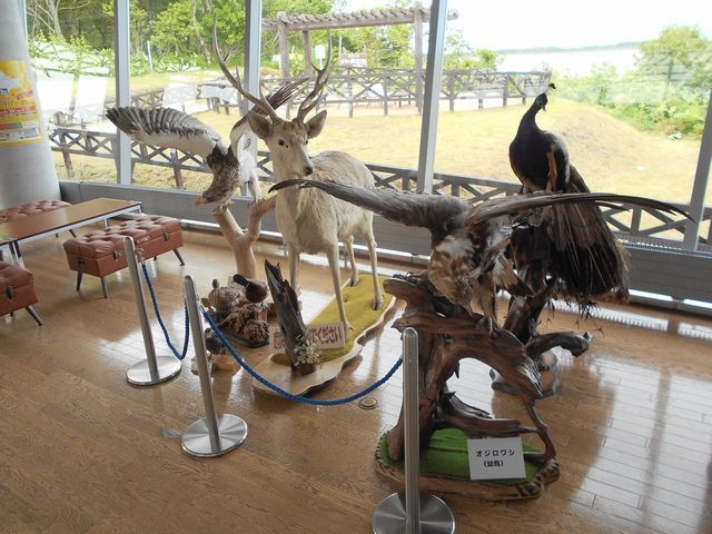 ���̉w���ɂ��铮���̂͂����i1�j_���̉w �X�����S�S�˂ނ�