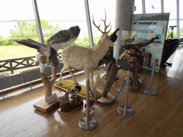 ���̉w���ɂ��铮���̂͂����i2�j_���̉w �X�����S�S�˂ނ�