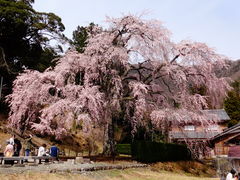 しどーさんの妙祐寺のしだれ桜への投稿写真1