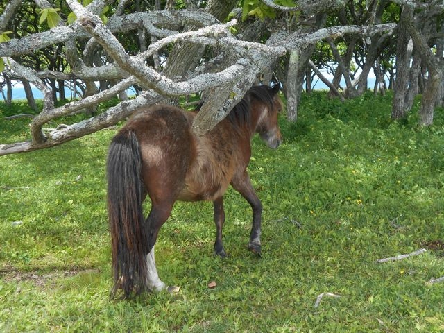 �����̓|�j�[��������������Ă܂�_�k�������ԉ�