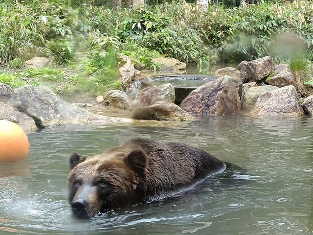 �ԋ߂Ō����N�}�I_�T�z�����]�[�g�@�x�A�E�}�E���e��